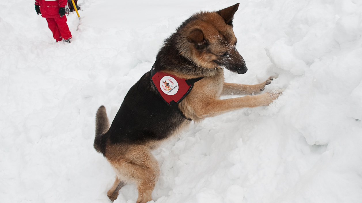 szkolenia psów ratunkowych