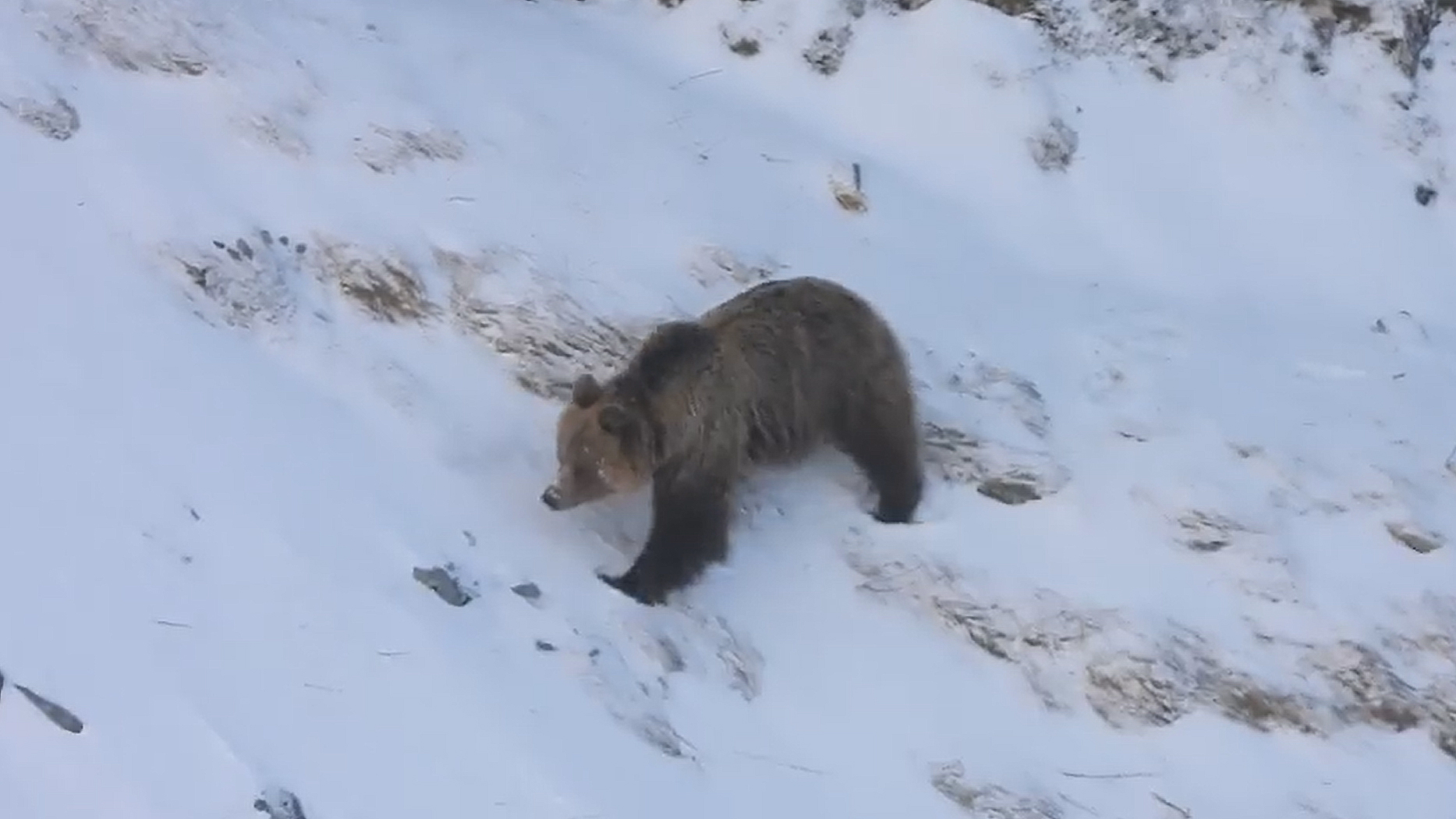 niedźwiedzie w Tatrach