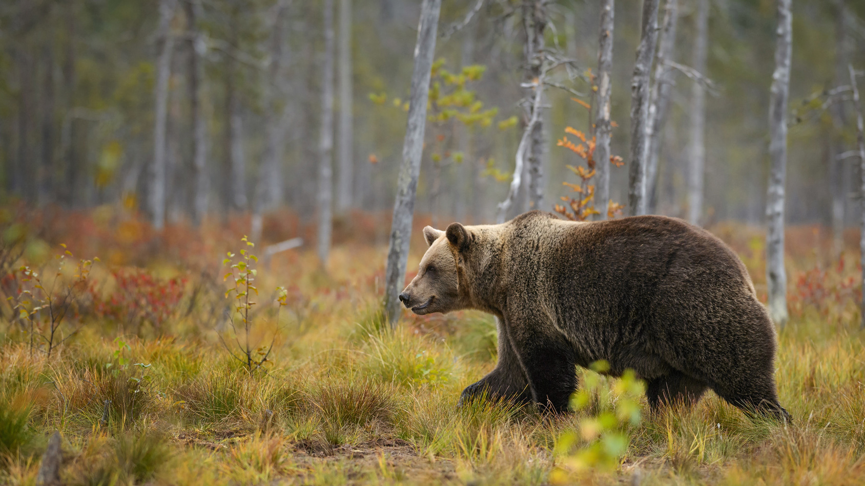 Niedźwiedź w Tatrach