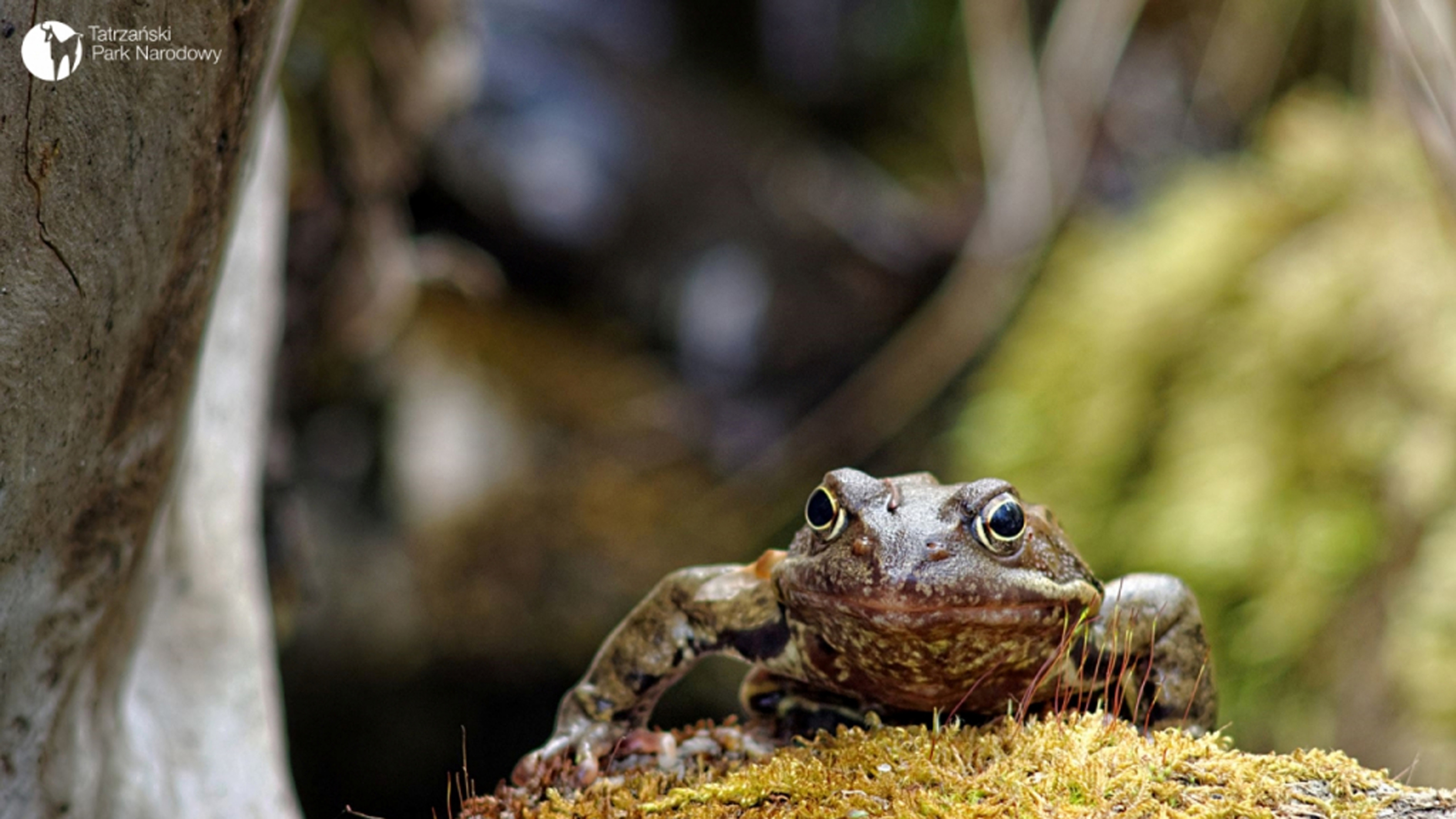 Żaby w Tatrzańskim Parku Narodowym