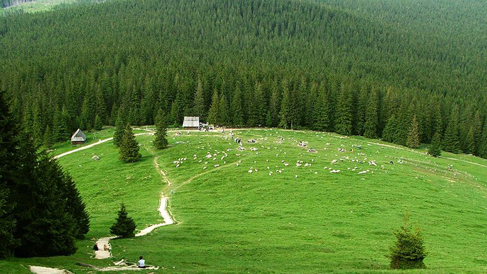 regiel dolny w Tatrach
