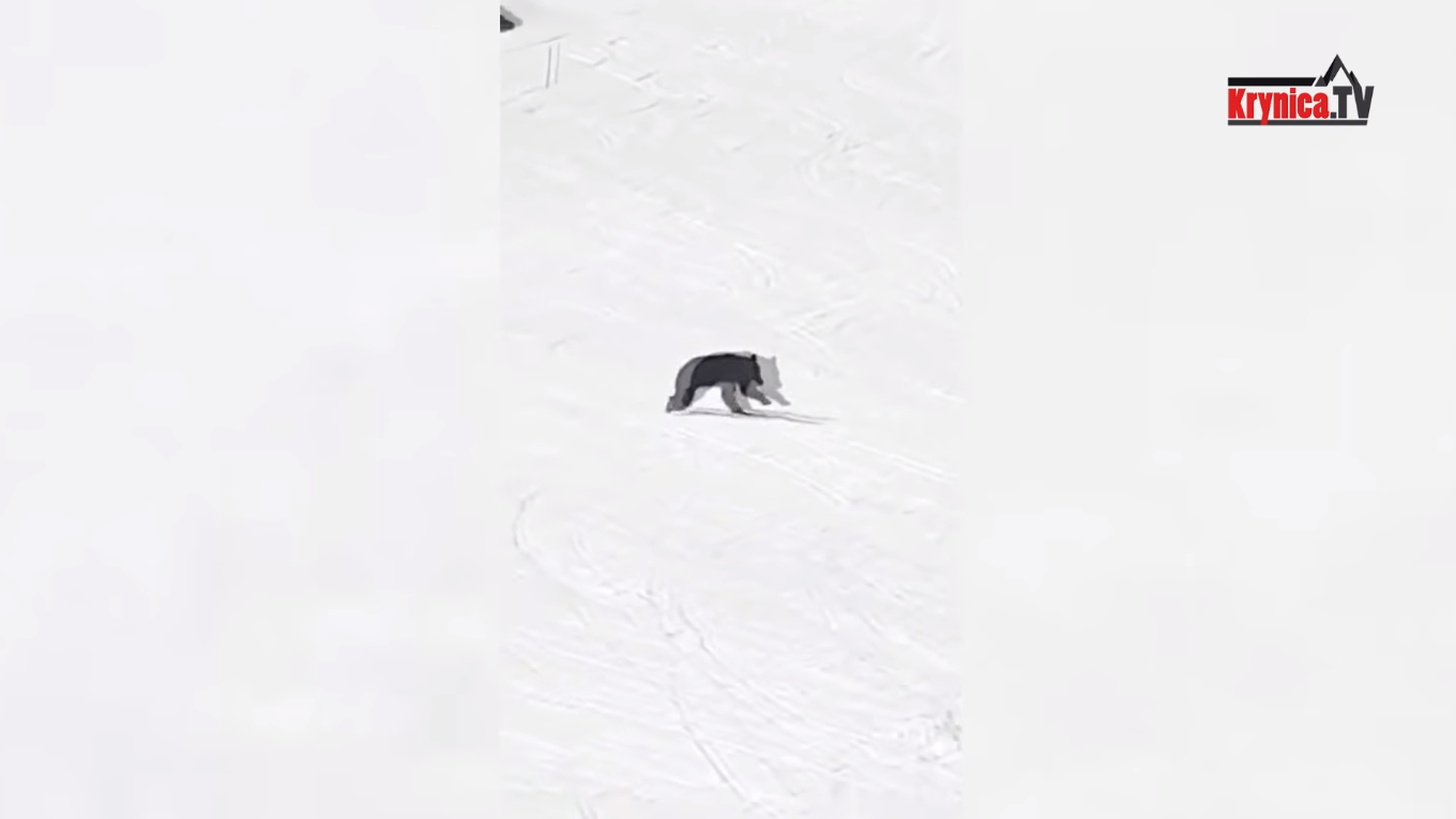 niedźwiedź na Kasprowym Wierchu