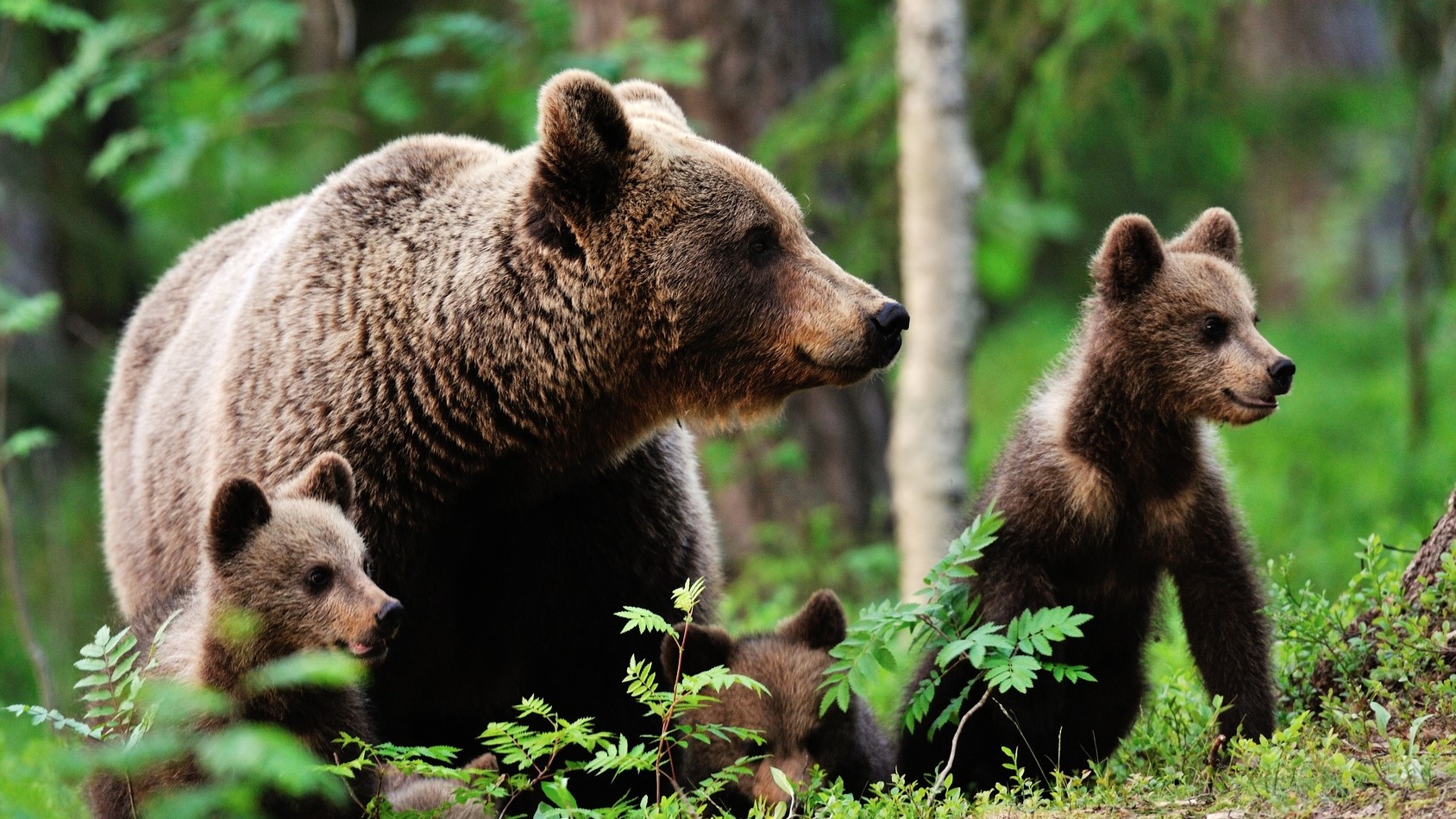 Niedźwiedzie tatrzańskie