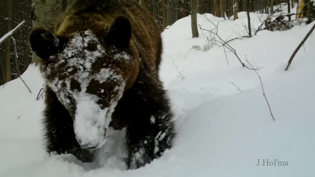 niedźwiedzie w Tatrach