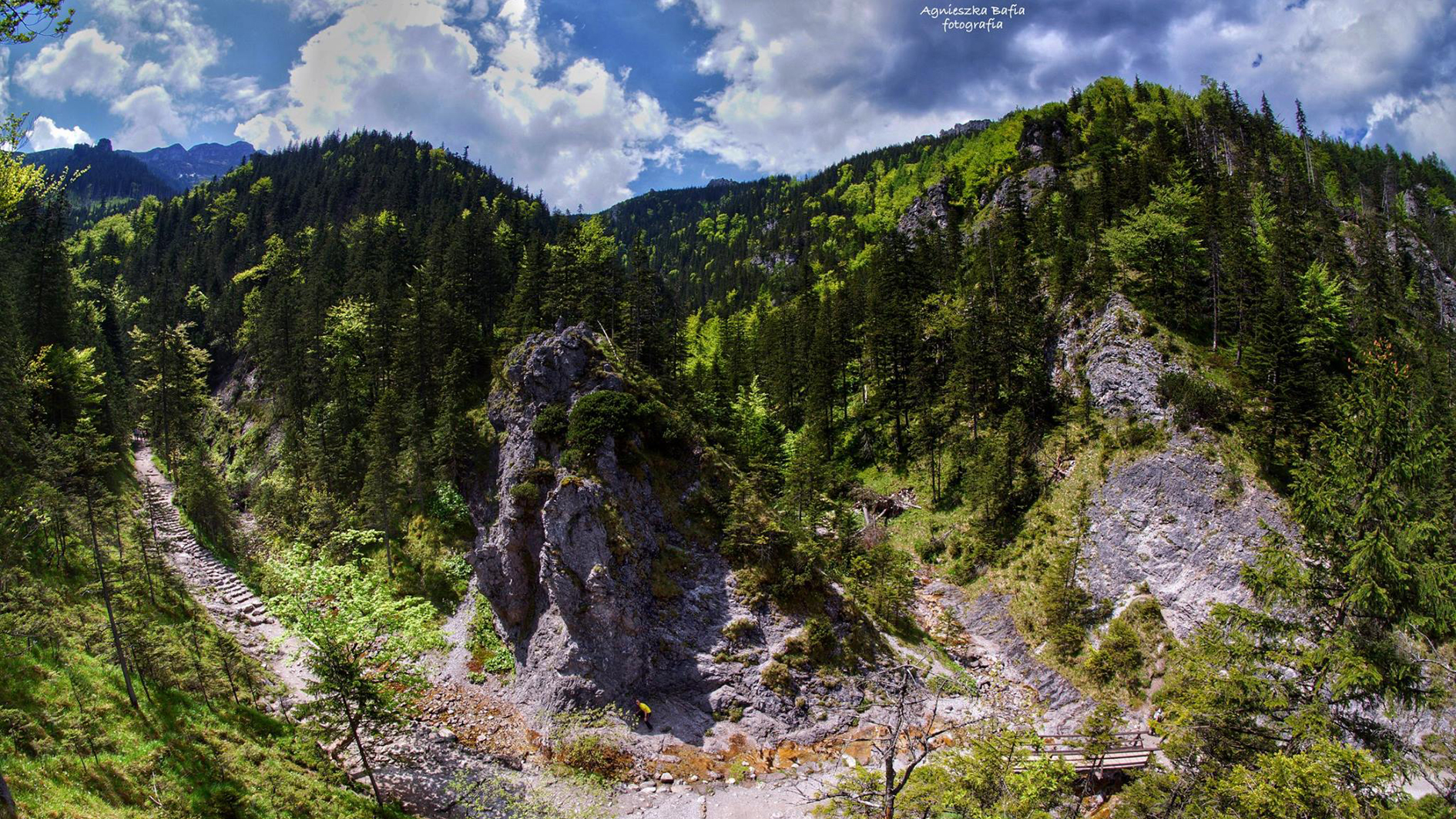 odnowa regla dolnego w Tatrach