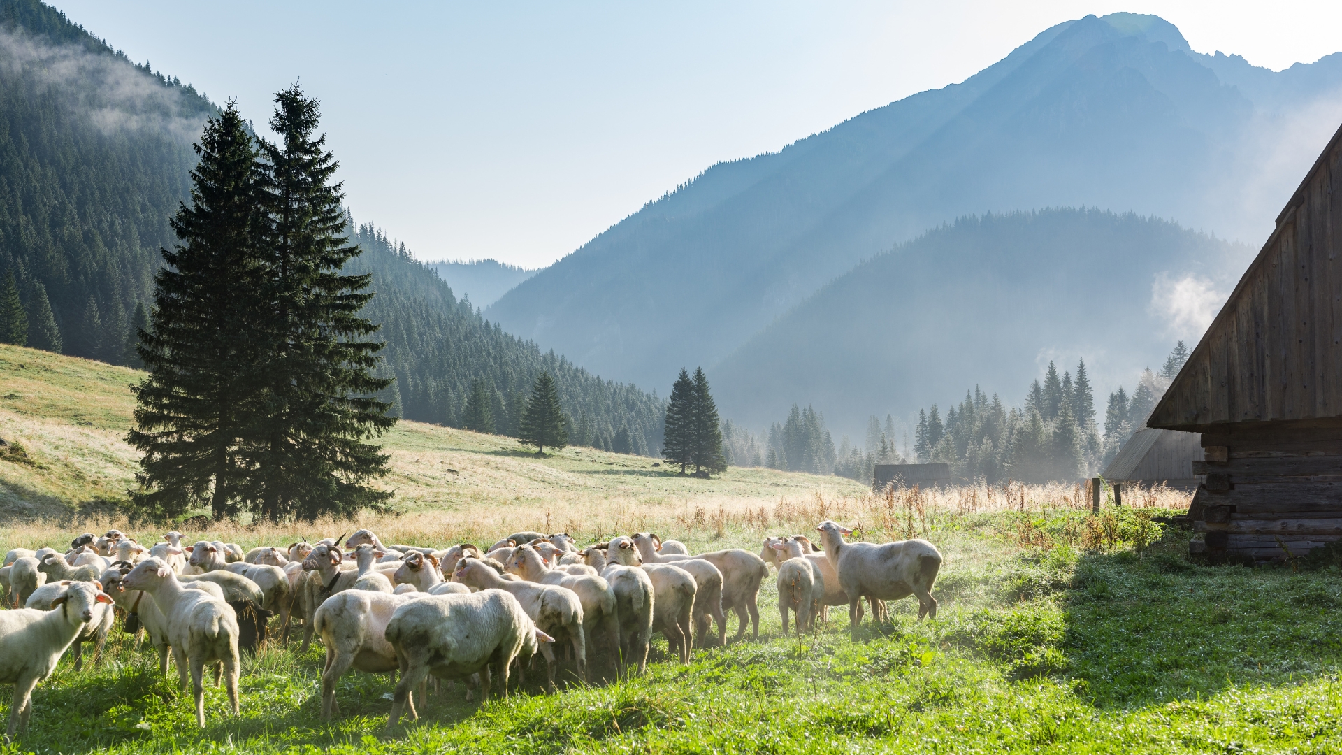 Wypas owiec w Tatrach