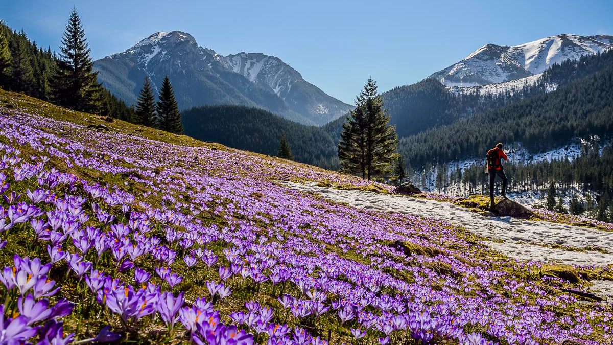 krokusy w Tatrach