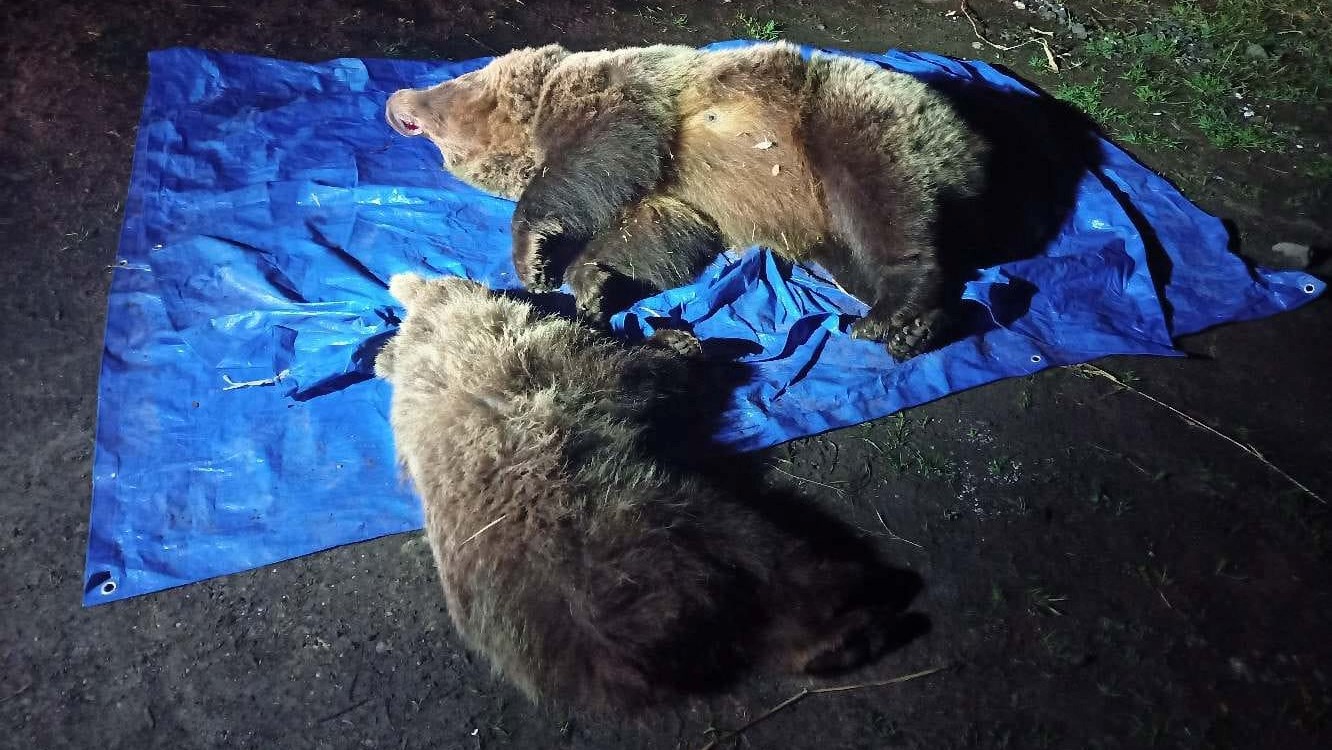 Niedźwiedzie zastrzelone na Słowacji