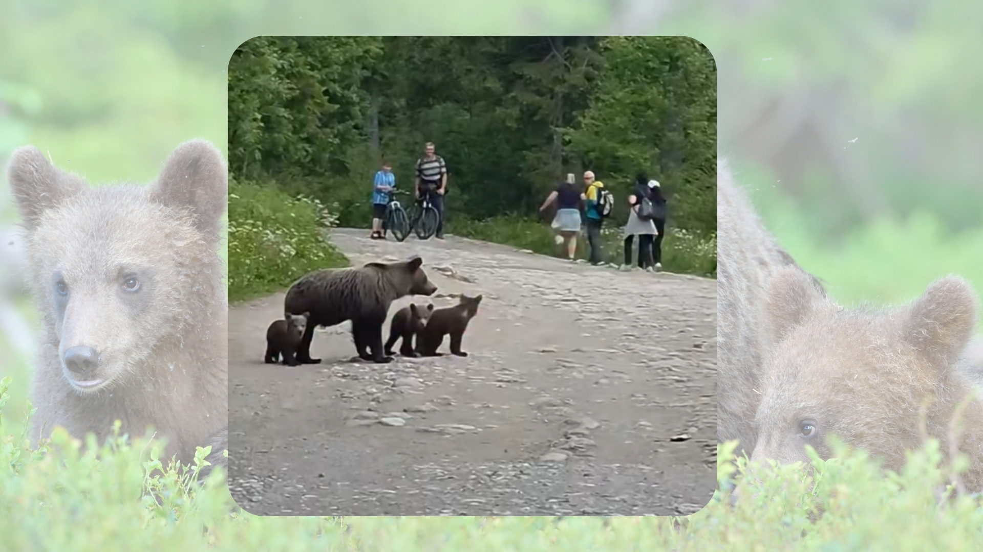 Niedźwiedzie na szlaku