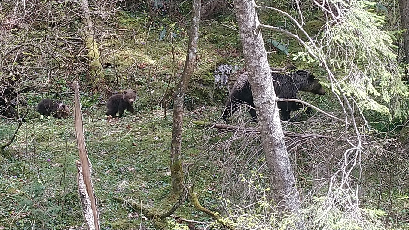 Niedźwiedzie w Dolinie Kościeliskiej