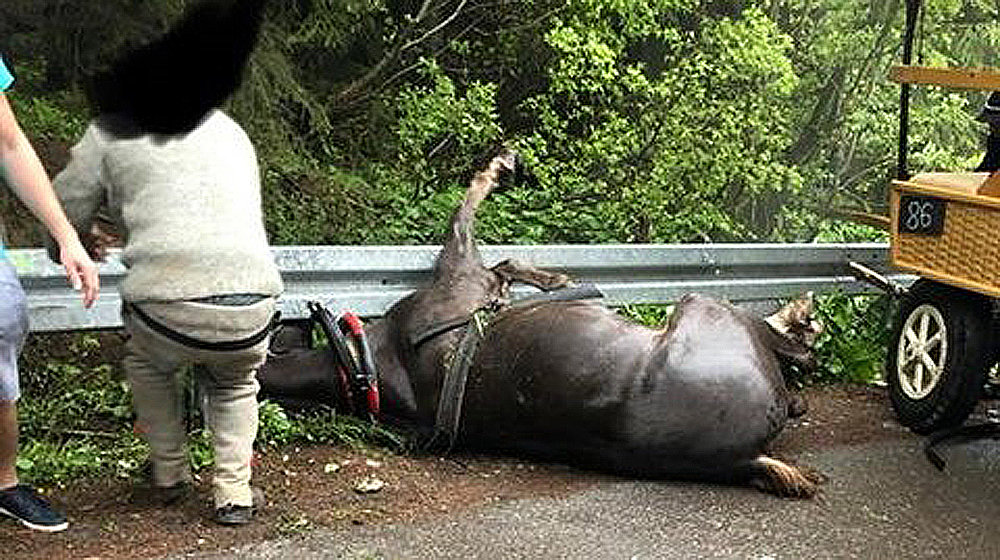 Wypadek konia na drodze do Morskiego Oka