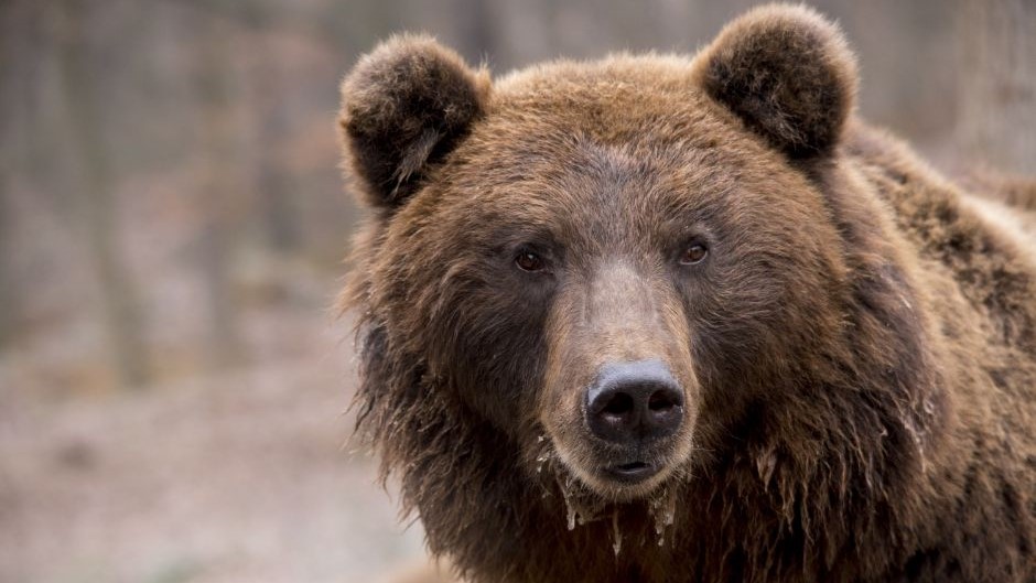 Niedźwiedź brunatny w Tatrach