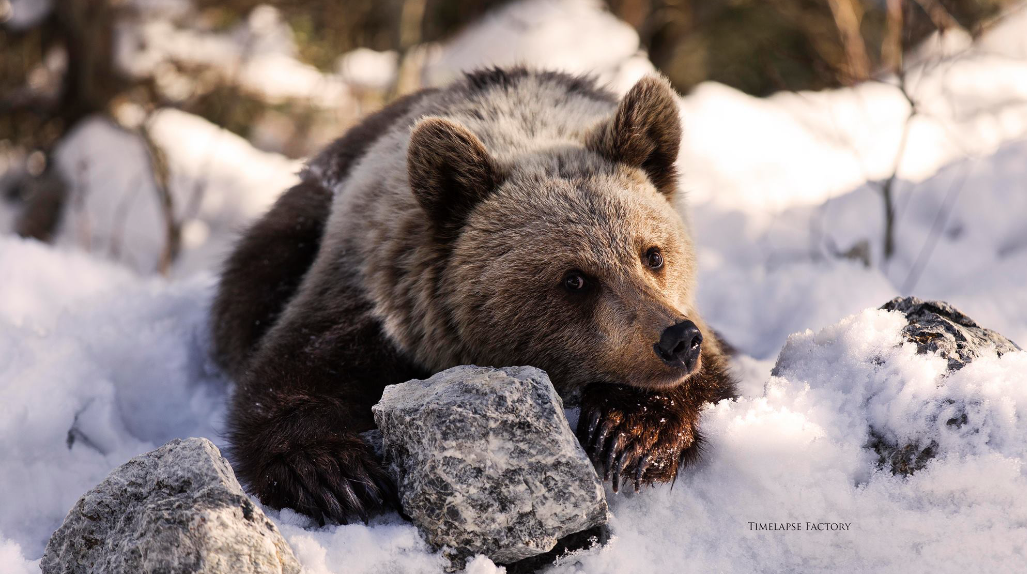 Niedźwiedź brunatny w Tatrach