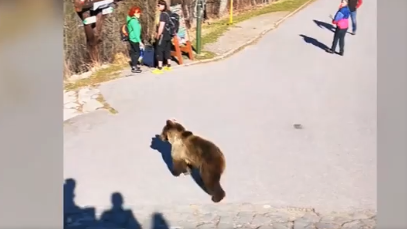 Niedźwiedzica na Hrebienoku