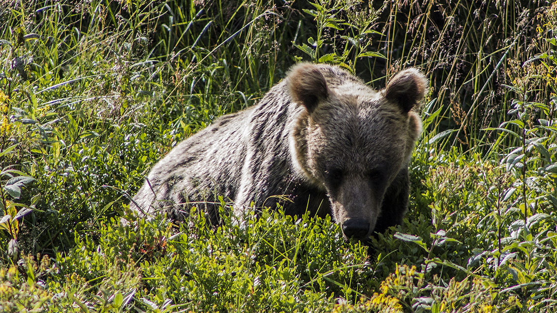 Niedźwiedź w Tatrach