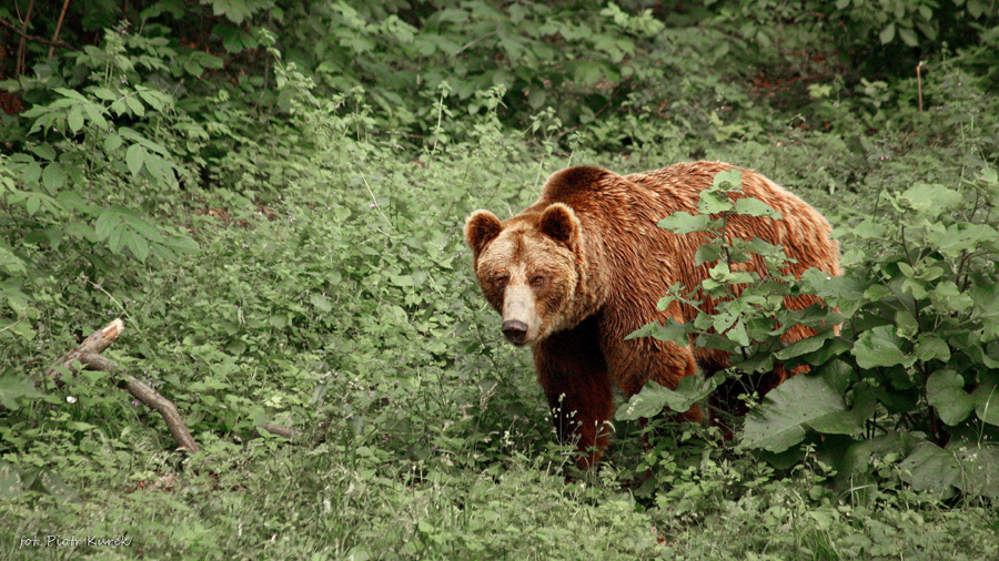 niedźwiedź w Tatrach