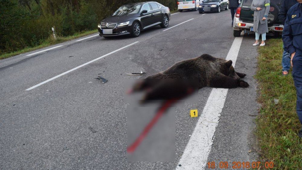 Martwy niedźwiedź w Tatrach