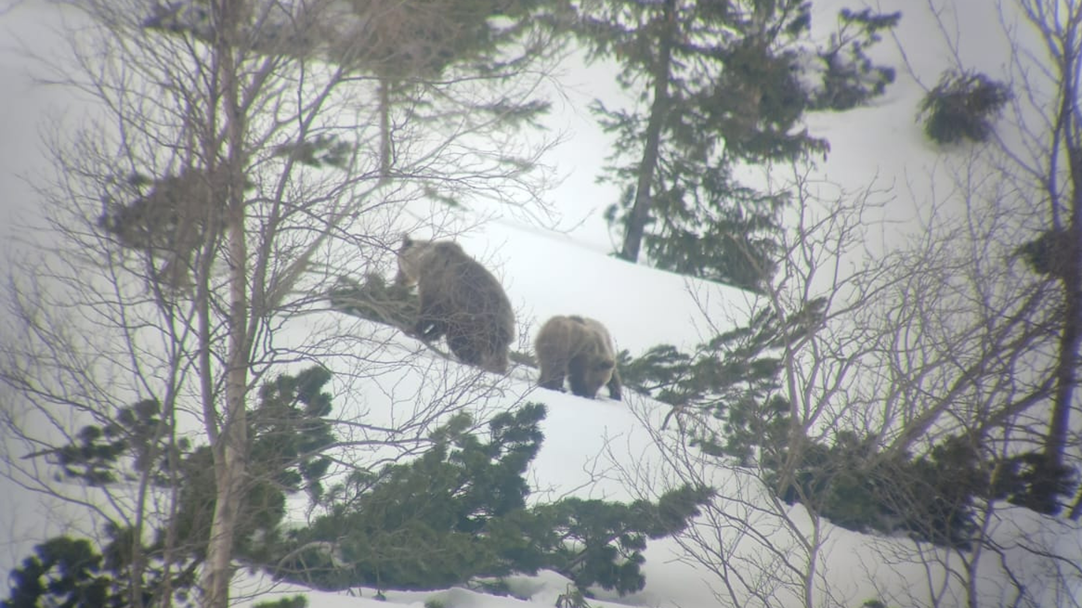 Niedźwiedzie w Tatrzańskim Parku Narodowym