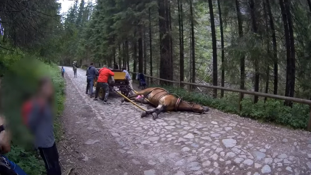 Wypadek konia w Dolinie Chochołowskiej
