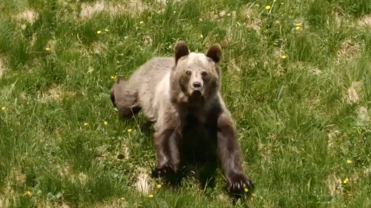 Atak niedźwiedzia na turystę